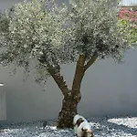 Pet Friendly In *