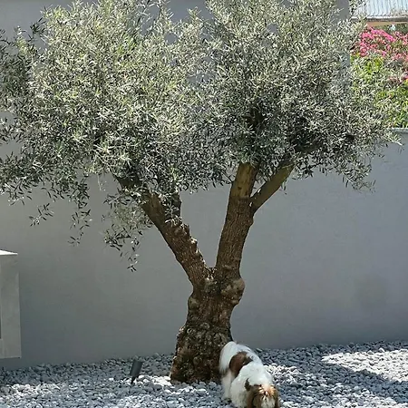Pet Friendly In *